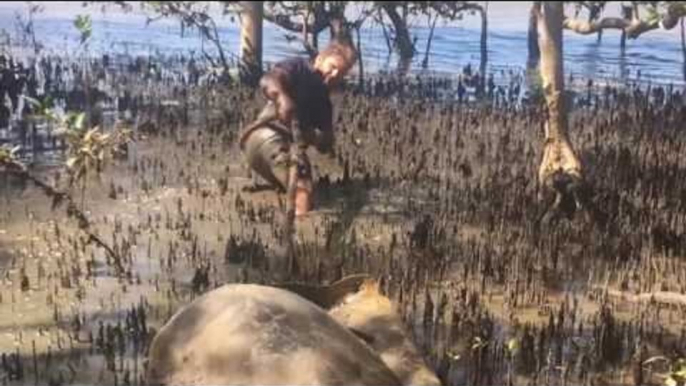 Sea Turtle Tangled in Clay Pot Rescued by Fisherman