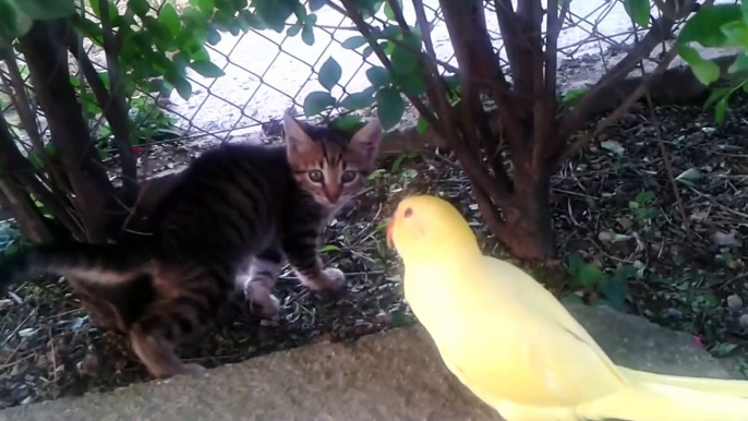 Un perroquet adorable gratte l'amitié à un chaton