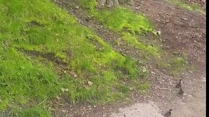 Ces bébés canards tombent de leur nid dans un arbre !