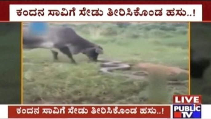 Tamil Nadu: Cow Fights & Kills Python That Killed Its Calf