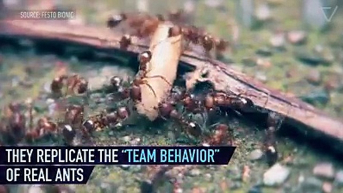 Estas hormigas robóticas gigantes son realmente inteligentes.