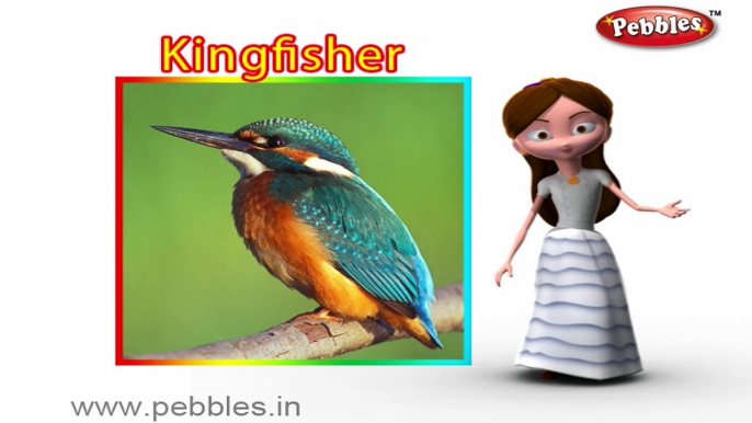 Kingfisher | 3D animated nursery rhymes for kids with lyrics | popular Birds rhyme for kids | Kingfisher song | bird songs | Funny rhymes for kids | cartoon | 3D animation | Top rhymes of bird for children