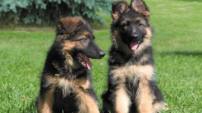 Baby Playing with German Shepherd Dog