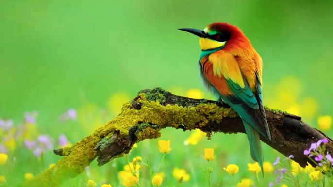 Top 10 Beautiful Birds in the World with relaxation music