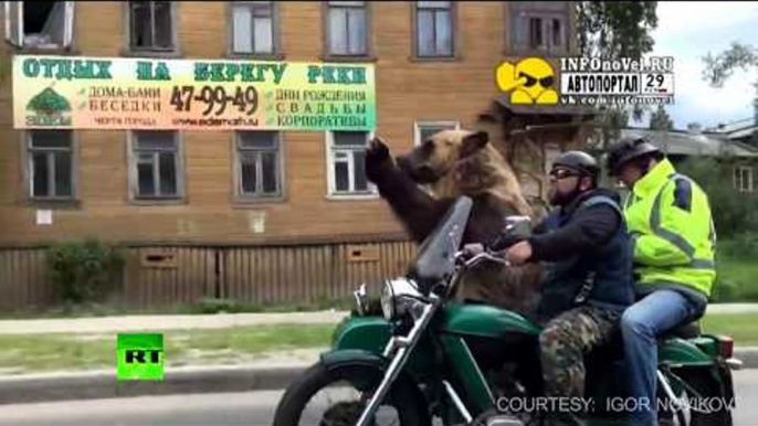 Biker Bear: Not only humans ride motorcycles on Russian streets