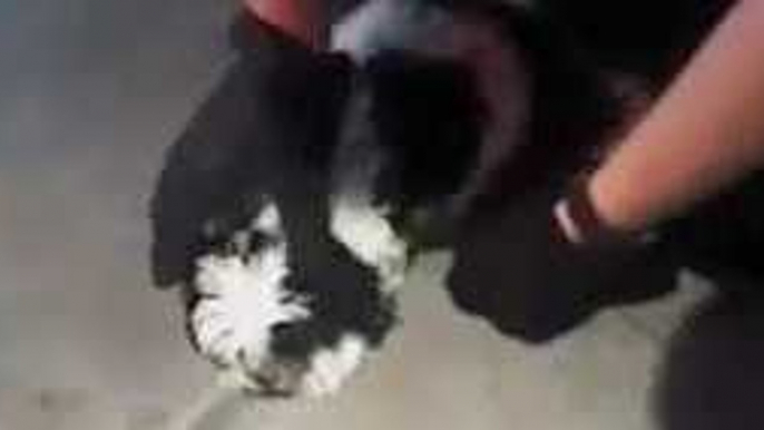 Albuquerque Police Officers Rescue Choking Puppy