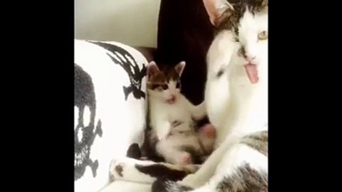 Adorable Kitten Copies Mommy Cat Bathing