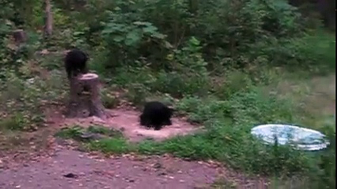 Bear Meets an Unfriendly Cat