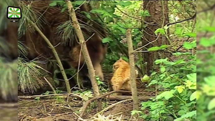 FEARLESS CATS ★ 29 Cats Who Are Totally Badass [Epic Laughs]