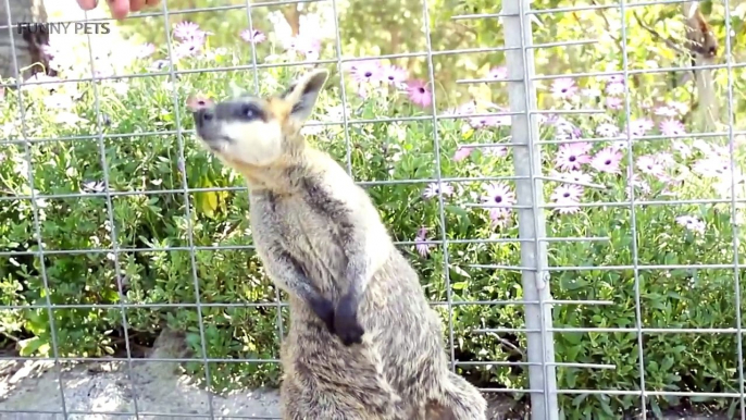 44.Kangaroos  Funny Kangaroos Playing [Funny Pets]