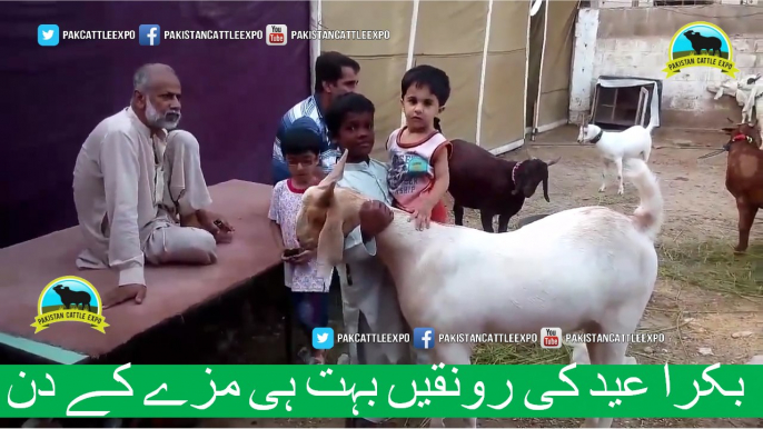 381 || Cow qurbani for eiduladha || Bakra eid in karachi, Pakistan || Cow Mandi