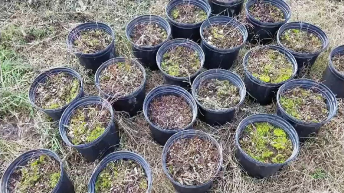 First domesticated  HUCKLEBERRY  species. Documenting the growth f