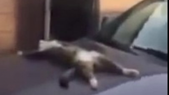 Ce chat fait une sieste sur le capot de ta voiture !