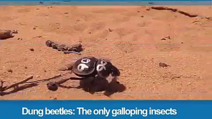 357.Dung beetles- The only galloping insects