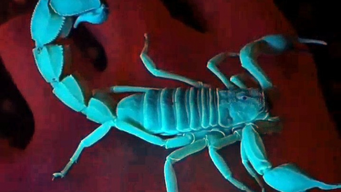 Scorpions under UV