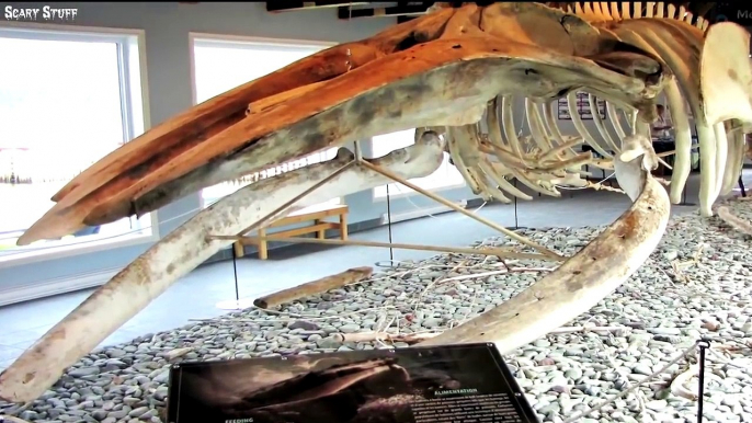 5 Videos of Extinct Animals that May Still Be Alive