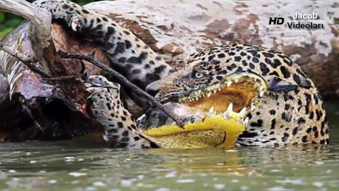 JAGUAR vs CROCODİLE ►► Real Fight Snake Leopard Gorilla (Big Baboon) Puma Cougar Mountain