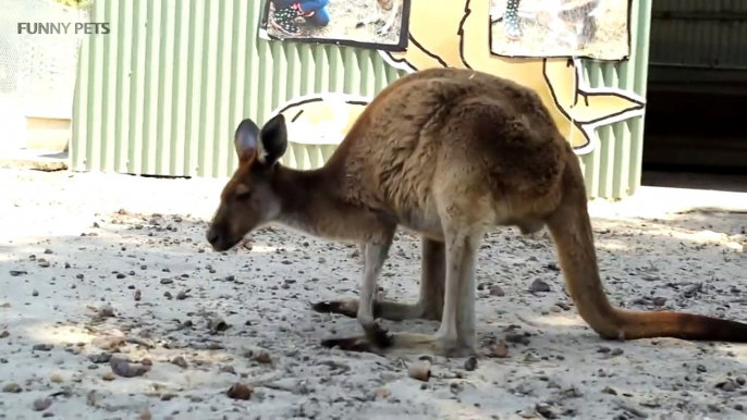 Kangaroos  Funny Kangaroos Playing [F