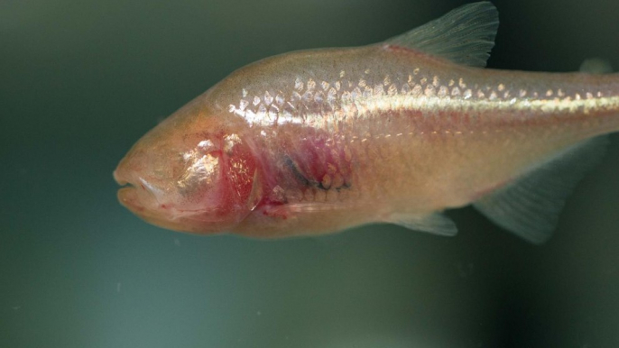 Mexican Tetra – Astyanax Mexicans (Blind Cavefish)