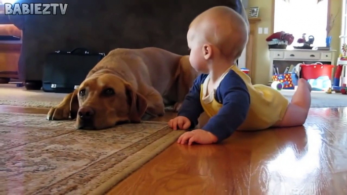 Cute Dogs and Babies Crawling Together - Adorable babies Compilat