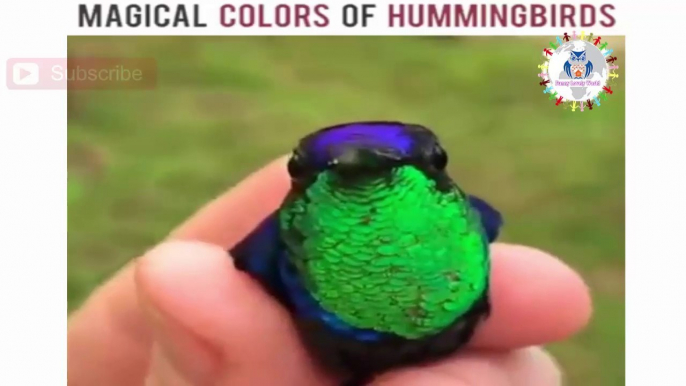 Amazing Birds - Magical Colors Of Hummingbirds ♥