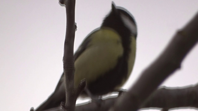 mésange charbonnière