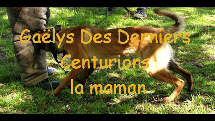 Chiots bergers Belges malinois élevage des derniers centurions .movie