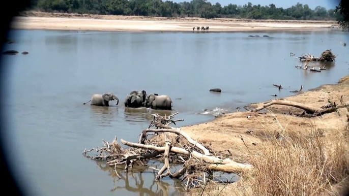 Attaque bébé léléphant éléphants de matrone protéger crocodile