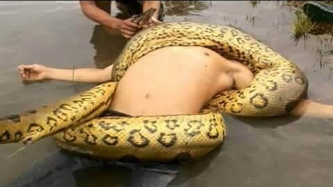 Giant Anaconda Attacks Human Caught on Camera - When Animals attack People - Most Amazing Attacks (1)