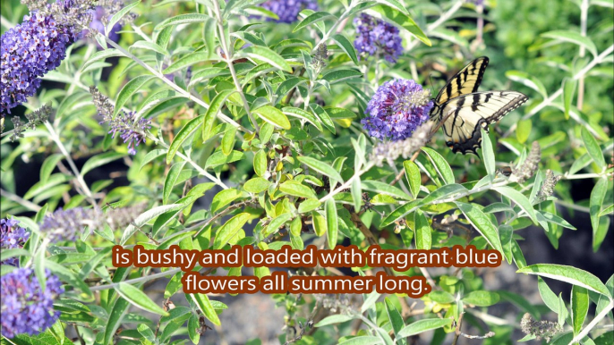 Butterfly Bushes do attract butterflies not Poisonous  Snakes and predatory arachnids such as Scorpions