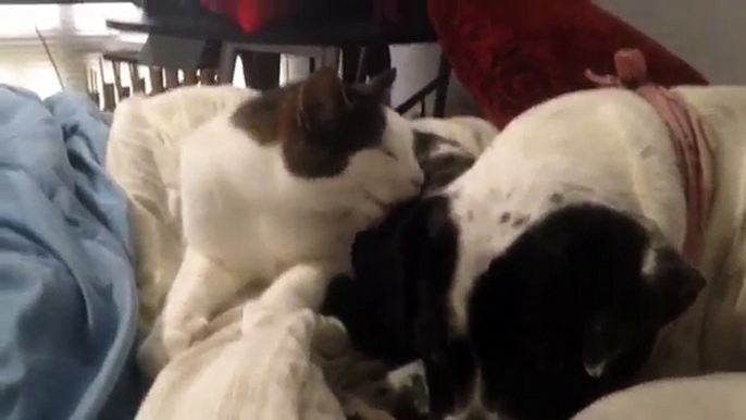 little cat grooms and cuddles dog in adorable morning routine