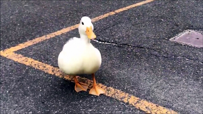 Ces canards adorables vont faire votre journée! Meilleur animal de compagnie