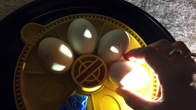 Day 12 - Duck Egg Candling - Movement seen! - Khaki Campbell Duck Incubating in Brinsea Mini Advanced