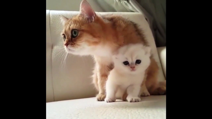 Kittens Talking and Playing t mom hugs baby kitten