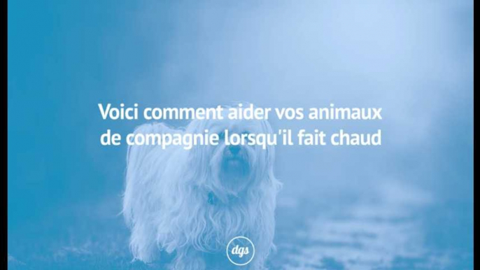 Voici comment aider vos animaux de compagnie lorsqu'il fait chaud