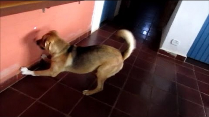 German Shepherd Goes Crazy Over Laser Pointer