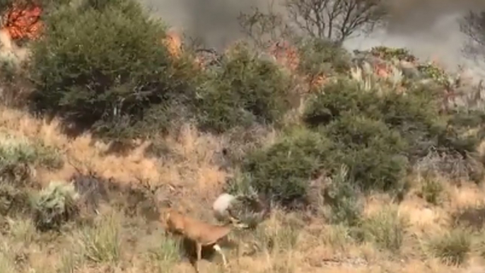 California Highway Patrol Monitors Wildlife Near Wildfire