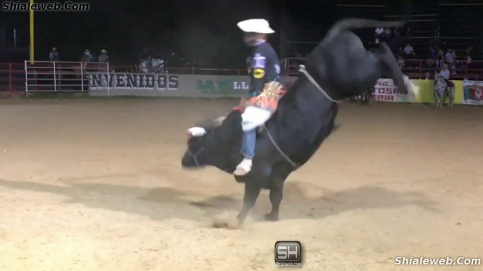 JARIPEO CON TOROS SALVAJES JINETES PROFECIONALES ESPUELA REGLAMENTARIA Y PAYASO DE RODEO