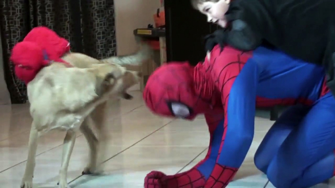 Divertido en en bromista vida movimiento película broma hombre araña parada superhéroe en vídeos Vs poo real