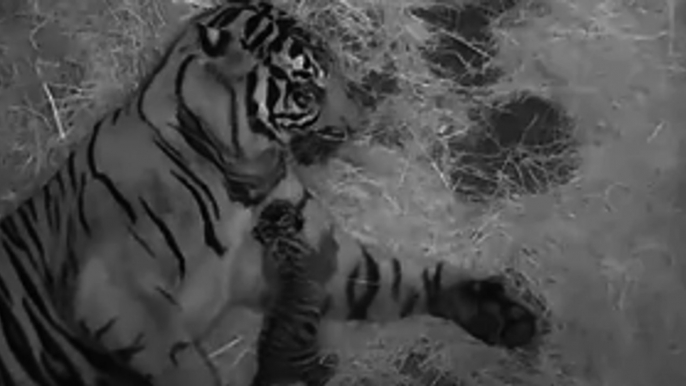 Endangered Sumatran Tiger Born at National Zoo