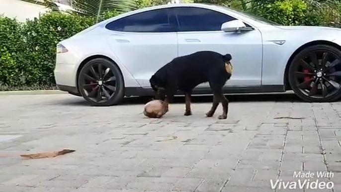 Dog and coconut