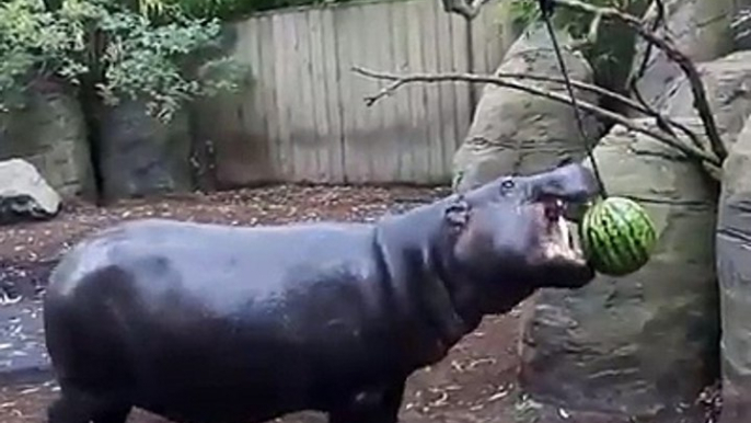 Chowing down on a watermelon