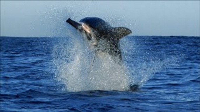 Check Out The Top 6 Epic Shark Dance Moves - SHARK WEEK - Discovery Channel