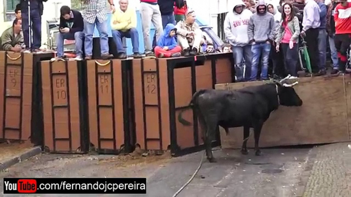 Toiros Ganadaria ER Rossio Praia Dia 8 Junho 2017 Ilha Terceira Açores