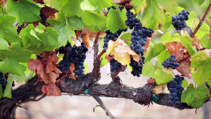 Mark West Wines Black Monterey County Pinot Noir