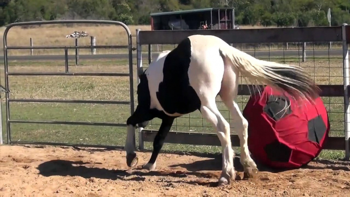 Ce cheval se fait un foot tout seul