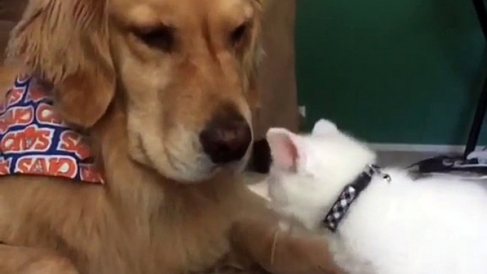 Kitten wants to play, dog wants to nap