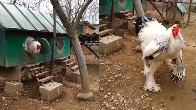 Enormous Chicken Emerging From A Coop Leaves Viewers Baffled