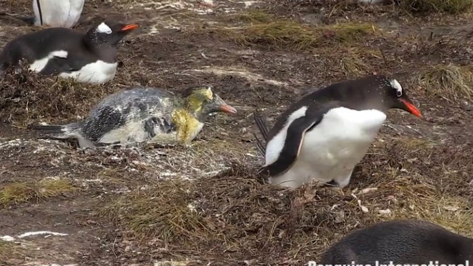 Les pingouins sont des porcs