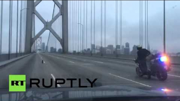 Wild Dog Chase: Police try to catch Chihuahua on San Francisco bridge